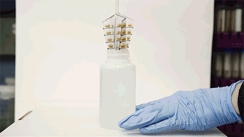 Un dispositivo con forma de látigo forrado con pequeños bolsillos llenos de cuentas de polímero de oro, cabe en una botella de muestreo típica y se puede girar para recoger contaminantes metálicos del agua.